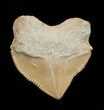 Squalicorax Fossil Shark Tooth - Morocco #3415-1